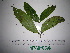  (Steganthera royenii - YAWPLANTCR88)  @11 [ ] CreativeCommons - Attribution Non-Commercial Share-Alike (2016) C. Redmond Czech Academy of Sciences