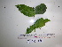  ( - YAWPLANTCR92)  @11 [ ] CreativeCommons - Attribution Non-Commercial Share-Alike (2016) C. Redmond Czech Academy of Sciences