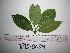  ( - YAWPLANTCR94)  @11 [ ] CreativeCommons - Attribution Non-Commercial Share-Alike (2016) C. Redmond Czech Academy of Sciences