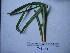  ( - YAWPLANTCR113)  @11 [ ] CreativeCommons - Attribution Non-Commercial Share-Alike (2016) C. Redmond Czech Academy of Sciences