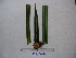  ( - YAWPLANTCR115)  @11 [ ] CreativeCommons - Attribution Non-Commercial Share-Alike (2016) C. Redmond Czech Academy of Sciences