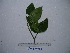  (Melicope elleryana - YAWPLANTCR122)  @11 [ ] CreativeCommons - Attribution Non-Commercial Share-Alike (2016) C. Redmond Czech Academy of Sciences