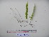  (Nephrolepis lauterbachii - YAWPLANTCR164)  @11 [ ] CreativeCommons - Attribution Non-Commercial Share-Alike (2016) C. Redmond Czech Academy of Sciences