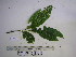  ( - YAWPLANTCR171)  @11 [ ] CreativeCommons - Attribution Non-Commercial Share-Alike (2016) C. Redmond Czech Academy of Sciences