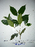  ( - YAWPLANTCR187)  @11 [ ] CreativeCommons - Attribution Non-Commercial Share-Alike (2016) C. Redmond Czech Academy of Sciences
