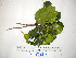  ( - YAWPLANTCR192)  @11 [ ] CreativeCommons - Attribution Non-Commercial Share-Alike (2016) C. Redmond Czech Academy of Sciences