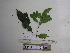  (Syzygium decipiens - YAWPLANTCR197)  @11 [ ] CreativeCommons - Attribution Non-Commercial Share-Alike (2016) C. Redmond Czech Academy of Sciences