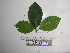  ( - YAWPLANTCR198)  @11 [ ] CreativeCommons - Attribution Non-Commercial Share-Alike (2016) C. Redmond Czech Academy of Sciences
