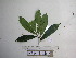  ( - YAWPLANTCR204)  @11 [ ] CreativeCommons - Attribution Non-Commercial Share-Alike (2016) C. Redmond Czech Academy of Sciences