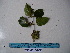  (Uncaria nervosa - YAWPLANTCR218)  @11 [ ] CreativeCommons - Attribution Non-Commercial Share-Alike (2016) C. Redmond Czech Academy of Sciences