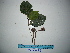  ( - YAWPLANTCR224)  @11 [ ] CreativeCommons - Attribution Non-Commercial Share-Alike (2016) C. Redmond Czech Academy of Sciences
