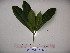  ( - YAWPLANTCR227)  @11 [ ] CreativeCommons - Attribution Non-Commercial Share-Alike (2016) C. Redmond Czech Academy of Sciences