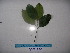  (Planchonella myrsinodendron - YAWPLANTCR228)  @11 [ ] CreativeCommons - Attribution Non-Commercial Share-Alike (2016) C. Redmond Czech Academy of Sciences
