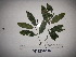  (Palmeria - YAWPLANTCR245)  @11 [ ] CreativeCommons - Attribution Non-Commercial Share-Alike (2016) C. Redmond Czech Academy of Sciences