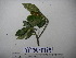  ( - YAWPLANTCR246)  @11 [ ] CreativeCommons - Attribution Non-Commercial Share-Alike (2016) C. Redmond Czech Academy of Sciences