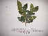  (Terminalia sp. 1 - YAWPLANTCR253)  @11 [ ] CreativeCommons - Attribution Non-Commercial Share-Alike (2016) C. Redmond Czech Academy of Sciences