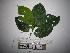  ( - YAWPLANTCR271)  @11 [ ] CreativeCommons - Attribution Non-Commercial Share-Alike (2016) C. Redmond Czech Academy of Sciences