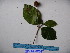  ( - YAWPLANTCR280)  @11 [ ] CreativeCommons - Attribution Non-Commercial Share-Alike (2016) C. Redmond Czech Academy of Sciences