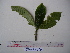  (Psychotria murmurensis - YAWPLANTCR286)  @11 [ ] CreativeCommons - Attribution Non-Commercial Share-Alike (2016) C. Redmond Czech Academy of Sciences