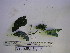  (Steganthera - YAWPLANTCR295)  @11 [ ] CreativeCommons - Attribution Non-Commercial Share-Alike (2016) C. Redmond Czech Academy of Sciences