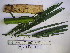  (Heterospathe - YAWPLANTCR296)  @11 [ ] CreativeCommons - Attribution Non-Commercial Share-Alike (2016) C. Redmond Czech Academy of Sciences