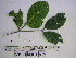  ( - YAWPLANTCR297)  @11 [ ] CreativeCommons - Attribution Non-Commercial Share-Alike (2016) C. Redmond Czech Academy of Sciences