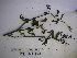  ( - YAWPLANTCR305)  @11 [ ] CreativeCommons - Attribution Non-Commercial Share-Alike (2016) C. Redmond Czech Academy of Sciences