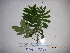  ( - YAWPLANTCR321)  @11 [ ] CreativeCommons - Attribution Non-Commercial Share-Alike (2016) C. Redmond Czech Academy of Sciences