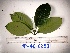  (Psychotria micrococca - YAWPLANTCR324)  @11 [ ] CreativeCommons - Attribution Non-Commercial Share-Alike (2016) C. Redmond Czech Academy of Sciences