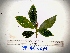  (Saurauia poolei - YAWPLANTCR328)  @11 [ ] CreativeCommons - Attribution Non-Commercial Share-Alike (2016) C. Redmond Czech Academy of Sciences