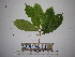  (Cyrtandra - YAWPLANTCR331)  @11 [ ] CreativeCommons - Attribution Non-Commercial Share-Alike (2016) C. Redmond Czech Academy of Sciences