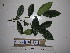  ( - YAWPLANTCR333)  @11 [ ] CreativeCommons - Attribution Non-Commercial Share-Alike (2016) C. Redmond Czech Academy of Sciences