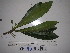  ( - YAWPLANTCR338)  @11 [ ] CreativeCommons - Attribution Non-Commercial Share-Alike (2016) C. Redmond Czech Academy of Sciences