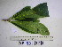  ( - YAWPLANTCR340)  @11 [ ] CreativeCommons - Attribution Non-Commercial Share-Alike (2016) C. Redmond Czech Academy of Sciences