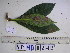  (Schuurmansia - YAWPLANTCR349)  @11 [ ] CreativeCommons - Attribution Non-Commercial Share-Alike (2016) C. Redmond Czech Academy of Sciences