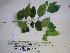  ( - YAWPLANTCR350)  @11 [ ] CreativeCommons - Attribution Non-Commercial Share-Alike (2016) C. Redmond Czech Academy of Sciences