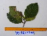  ( - YAWPLANTCR366)  @11 [ ] CreativeCommons - Attribution Non-Commercial Share-Alike (2016) C. Redmond Czech Academy of Sciences