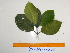  ( - YAWPLANTCR368)  @11 [ ] CreativeCommons - Attribution Non-Commercial Share-Alike (2016) C. Redmond Czech Academy of Sciences