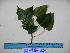  (Homalanthus novoguineensis - YAWPLANTCR382)  @11 [ ] CreativeCommons - Attribution Non-Commercial Share-Alike (2016) C. Redmond Czech Academy of Sciences