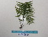  ( - YAWPLANTCR385)  @11 [ ] CreativeCommons - Attribution Non-Commercial Share-Alike (2016) C. Redmond Czech Academy of Sciences