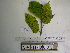 (Mischocarpus largifolius - YAWPLANTCR393)  @11 [ ] CreativeCommons - Attribution Non-Commercial Share-Alike (2016) C. Redmond Czech Academy of Sciences
