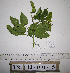  ( - YAWPLANTCR396)  @11 [ ] CreativeCommons - Attribution Non-Commercial Share-Alike (2016) C. Redmond Czech Academy of Sciences