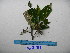  ( - YAWPLANTCR411)  @11 [ ] CreativeCommons - Attribution Non-Commercial Share-Alike (2016) C. Redmond Czech Academy of Sciences