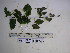  ( - YAWPLANTCR417)  @11 [ ] CreativeCommons - Attribution Non-Commercial Share-Alike (2016) C. Redmond Czech Academy of Sciences