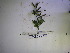 (Gouania - YAWPLANTCR419)  @11 [ ] CreativeCommons - Attribution Non-Commercial Share-Alike (2016) C. Redmond Czech Academy of Sciences
