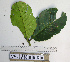  (Syzygium versteegii - YAWPLANTCR427)  @11 [ ] CreativeCommons - Attribution Non-Commercial Share-Alike (2016) C. Redmond Czech Academy of Sciences