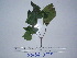  ( - YAWPLANTCR433)  @11 [ ] CreativeCommons - Attribution Non-Commercial Share-Alike (2016) C. Redmond Czech Academy of Sciences