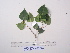  ( - YAWPLANTCR434)  @11 [ ] CreativeCommons - Attribution Non-Commercial Share-Alike (2016) C. Redmond Czech Academy of Sciences