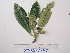  ( - YAWPLANTCR442)  @11 [ ] CreativeCommons - Attribution Non-Commercial Share-Alike (2016) C. Redmond Czech Academy of Sciences