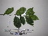  (Graptophyllum - YAWPLANTCR448)  @11 [ ] CreativeCommons - Attribution Non-Commercial Share-Alike (2016) C. Redmond Czech Academy of Sciences